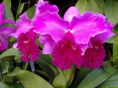 orchidea