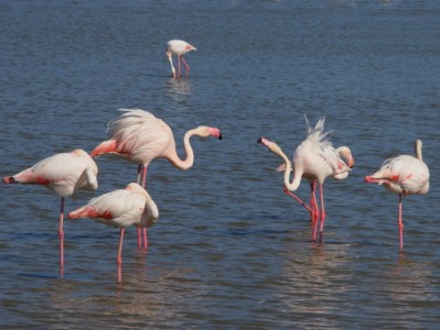 Camargue, fenicotteri rosa