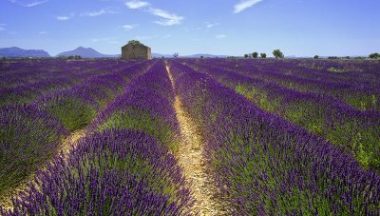 campo di lavanda