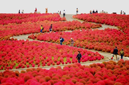 Hitachi Seaside Park