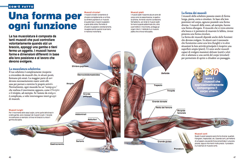 il corpo umano per bambini